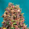 Auto Blue Lemon Haze