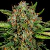 Auto Critical 2.0
