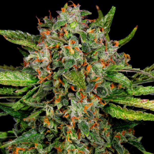 Auto Critical 2.0