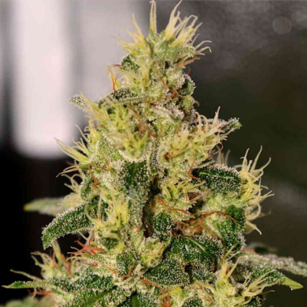 Chemdawg