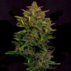 Auto Bubba Kush