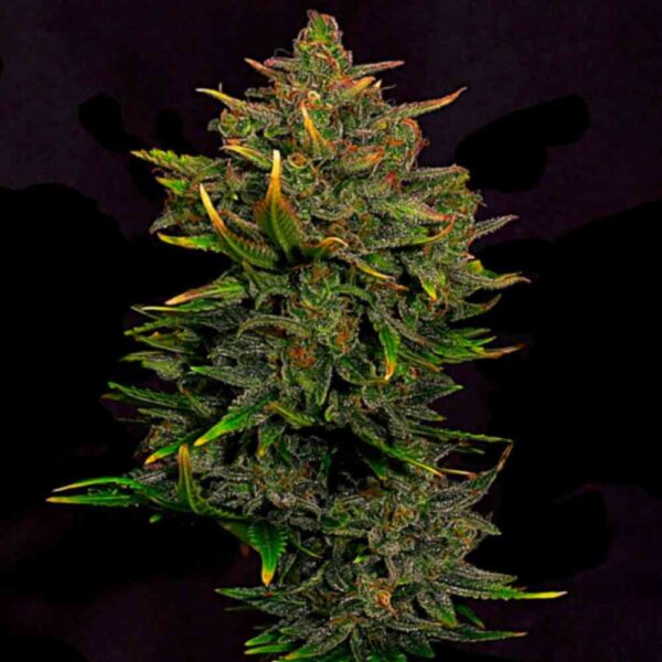 Auto Bubba Kush