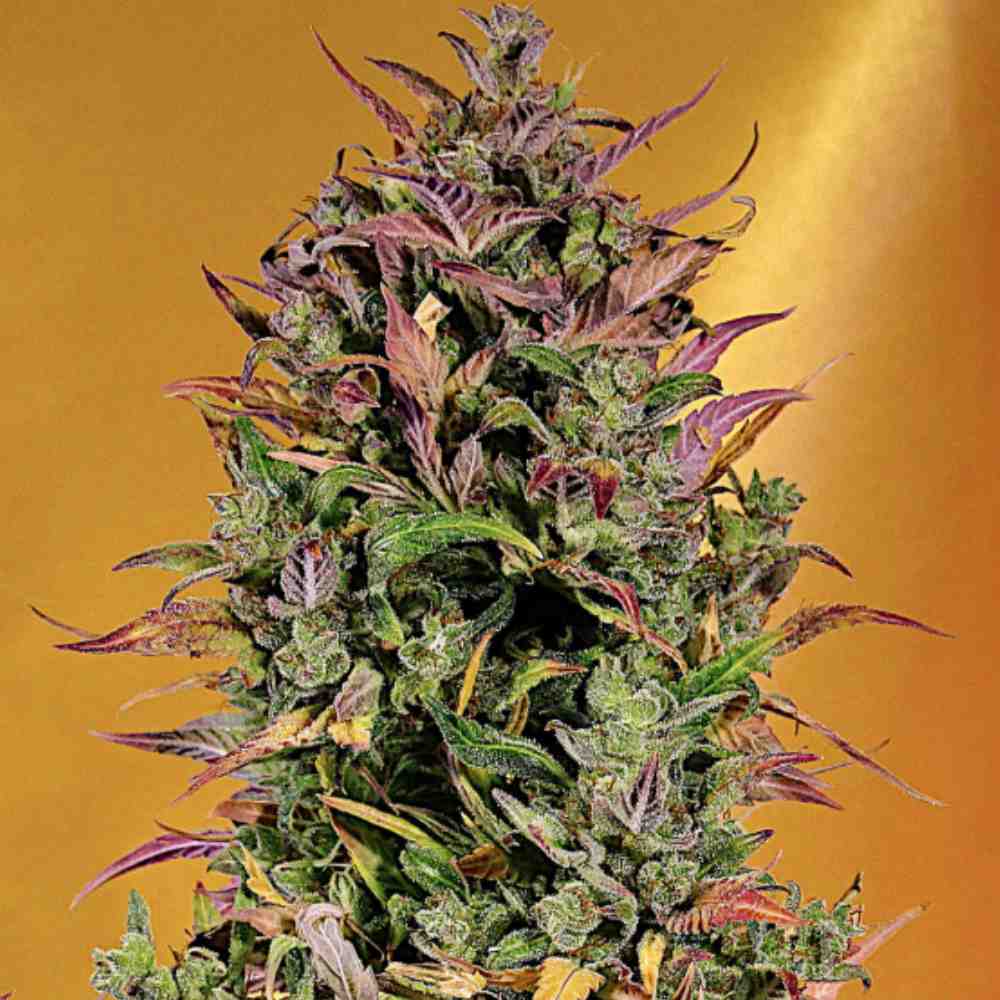 Auto Girl Scout Cookies