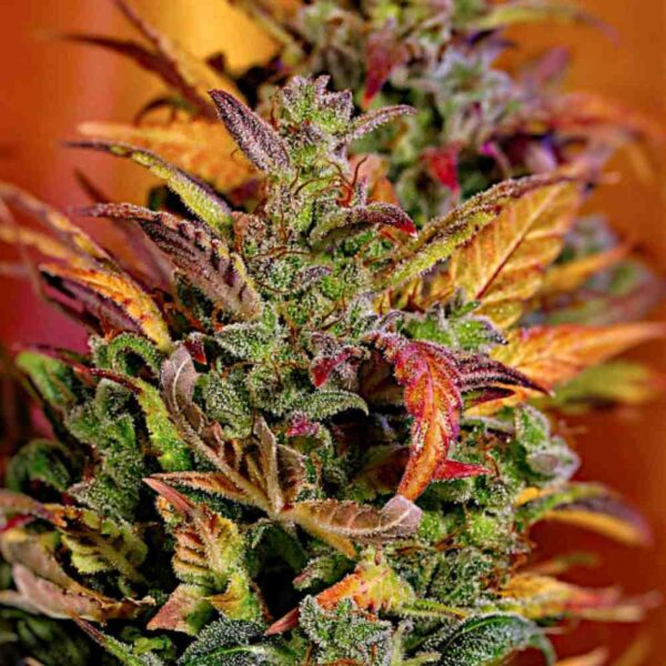 Auto Girl Scout Cookies