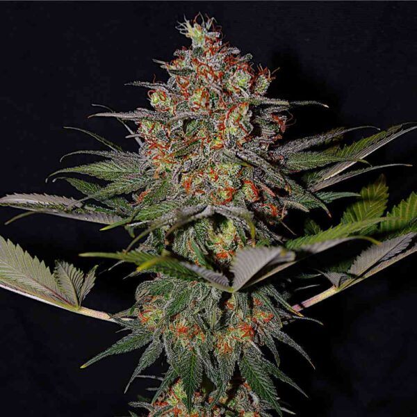 Bruce Banner x White Russian