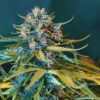OG Kush Auto nasiona marihuany