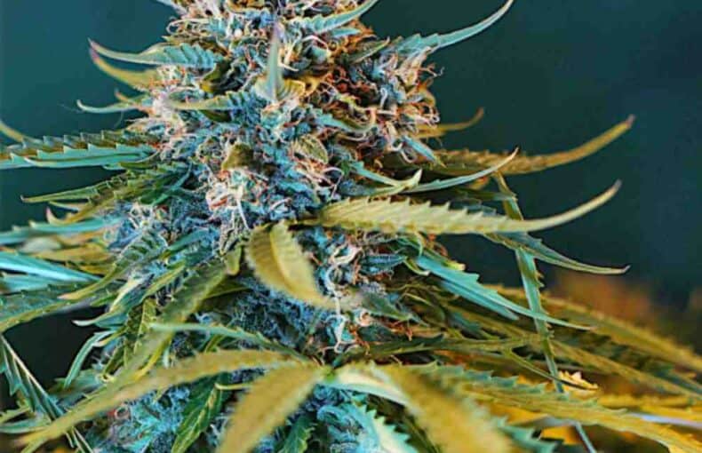 OG Kush Auto nasiona marihuany