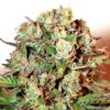 Auto Super Skunk
