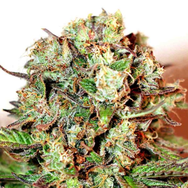 Auto Super Skunk