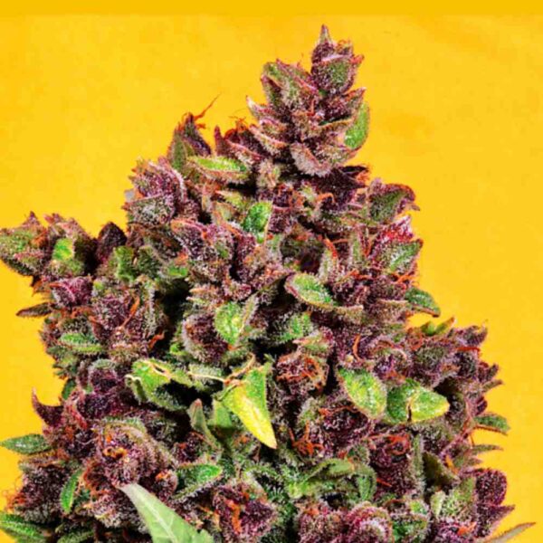 Auto Blue Big Bud