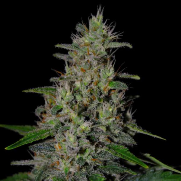 Super Skunk