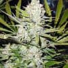 Northern Lights - nasiona marihuany z przewagą Indica
