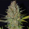AK 47