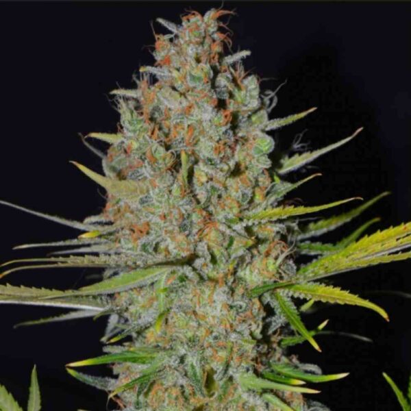 AK 47