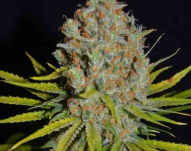 AK 47 weed nasiona marihuany
