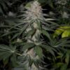 White Widow weed nasiona marihuany