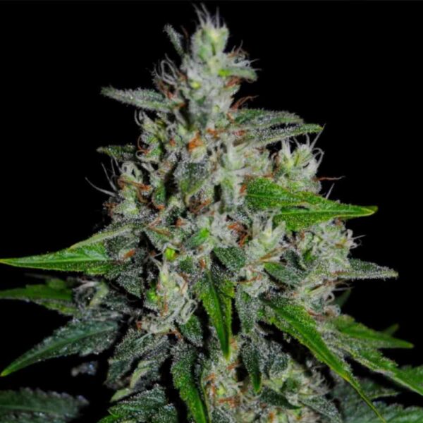 Amnesia