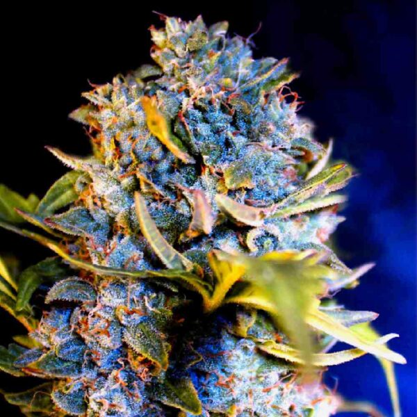 Auto Gelato