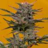 Auto Triple XL