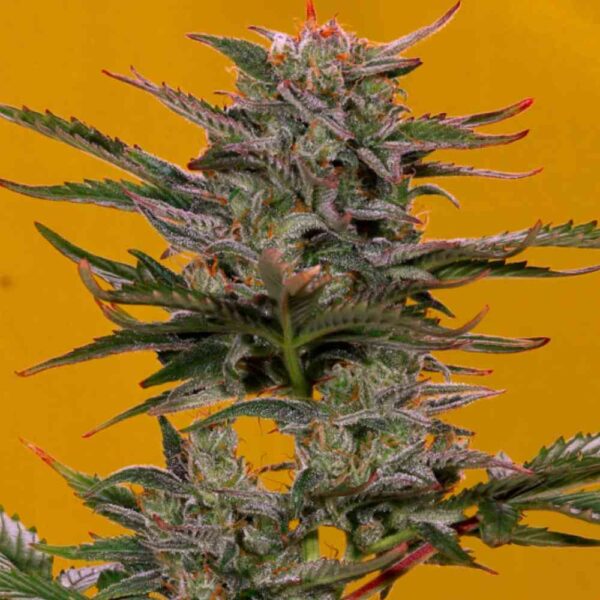 Auto Triple XL