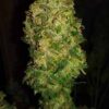 auto bubble gum weed - nasiona marihuany