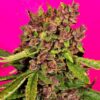 Auto Blueberry - nasiona marihuany