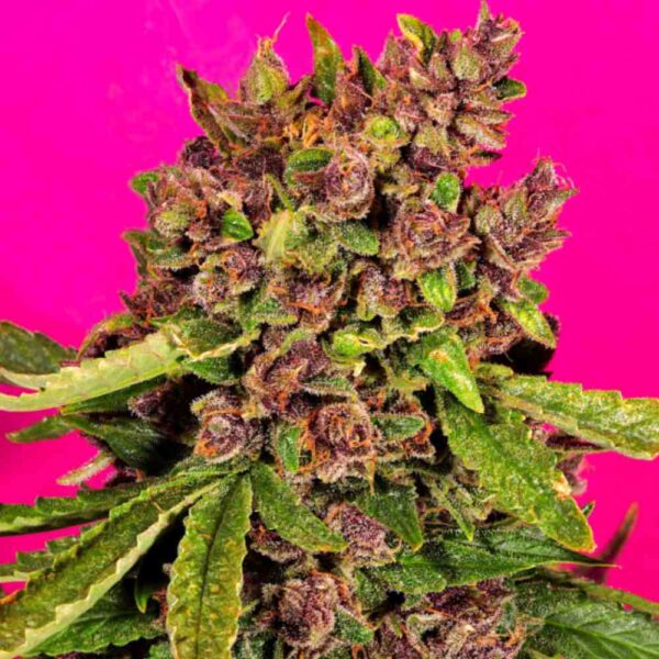 Auto Blueberry - nasiona marihuany