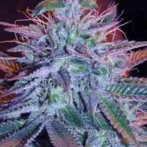 Auto Blueberry - nasiona marihuany produkujące fioletowe kwiaty