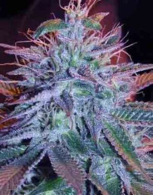 Auto Blueberry - nasiona marihuany produkujące fioletowe kwiaty