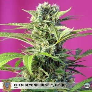chem beyond diesel cbd sweet seeds feminized