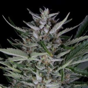 gorilla autoflowering dinafem feminized