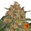Orange Sherbert