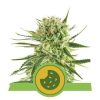 royal cookies automatic feminized