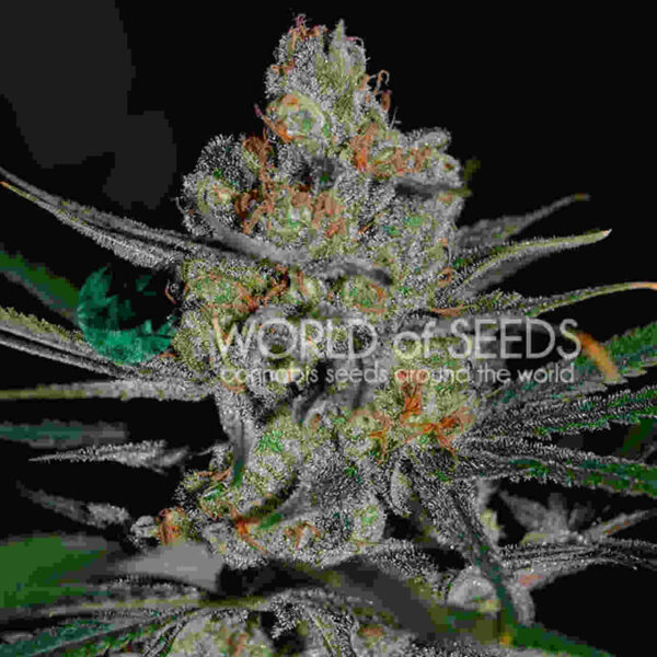 AFGHAN KUSH EARLY HARVEST Easy Resize.com