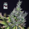 Alaskan Purple
