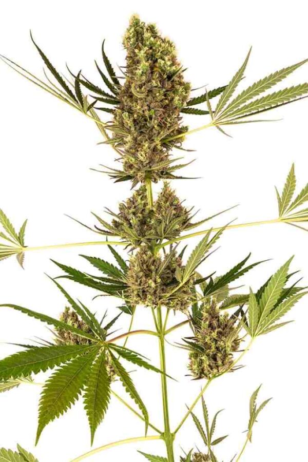 Alpine Delight CBD Auto nasiona konopi