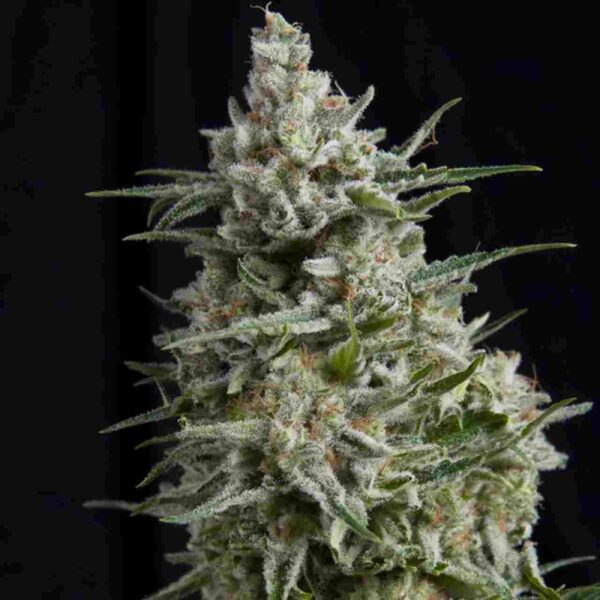 Anesthesia CBD Easy Resize.com
