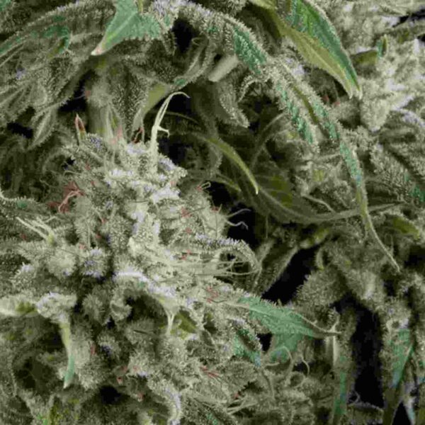 Auto Northern Lights CBD Easy Resize.com