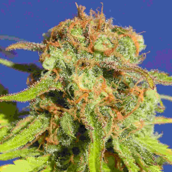 Bruce Banner 3 Auto Easy Resize.com