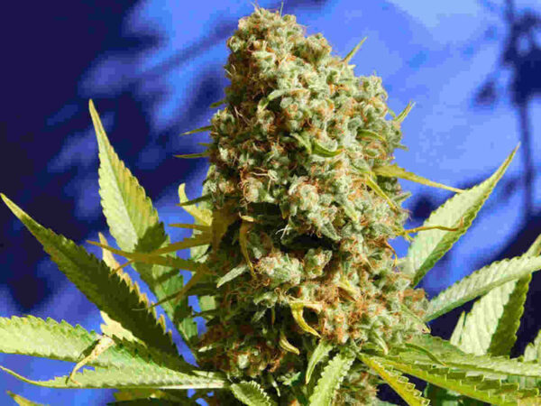Bruce Banner 3 Fast Easy Resize.com
