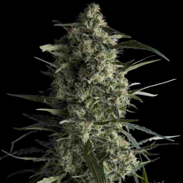 Galaxy CBD Easy Resize.com