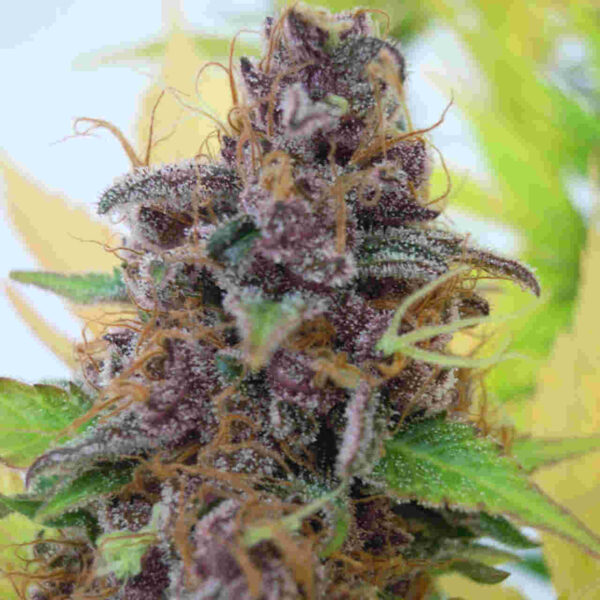 Gelato Auto Easy Resize.com