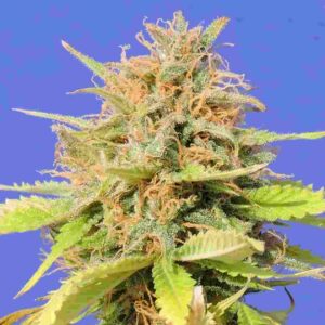 Girl Scout Cookies Auto Easy Resize.com 