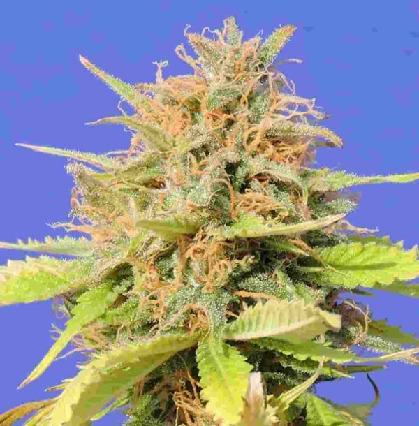 Girl Scout Cookies Auto Easy Resize.com
