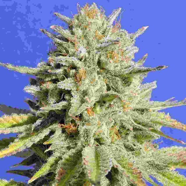 Gorilla Glue #4