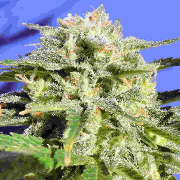Lemonberry Haze Auto Easy Resize.com