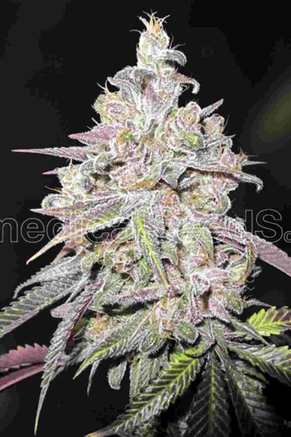 Mendocino Chanel Kush Easy Resize.com