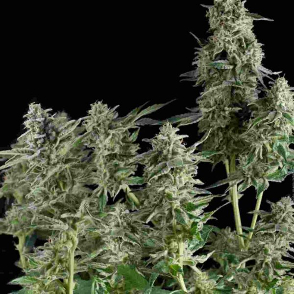 Northern Lights CBD Easy Resize.com