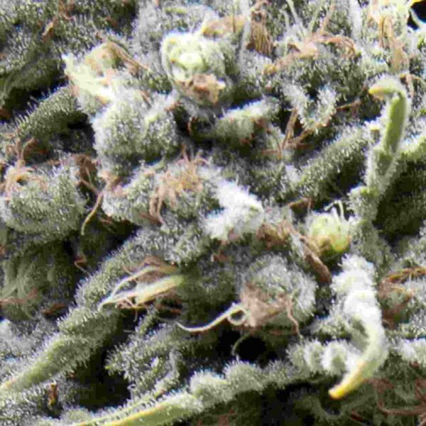 White Widow CBD Easy Resize.com