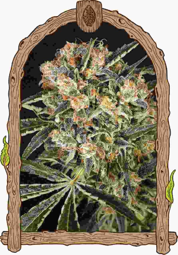 hippy therapy Easy Resize.com